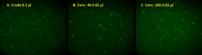 Lenti-Pac? lentivirus concentration solution